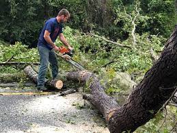 Professional Tree Removal in Iuka, MS